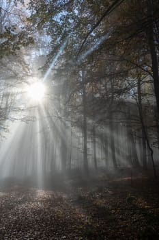 Sun shines in the morning fog in a forest in autumn