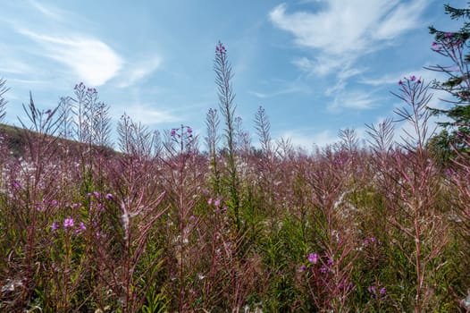 Blooming willowherb (Epilobium angustifolium) on a green meadow