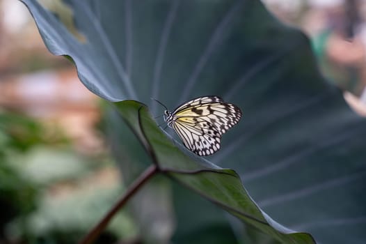 White tree nymph (Idea leuconoe) on a leaf