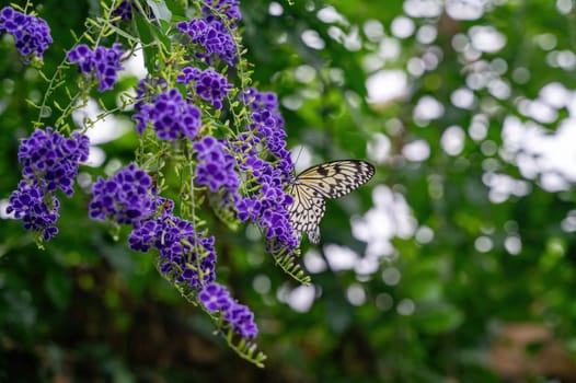 White tree nymph (Idea leuconoe) on purple flower