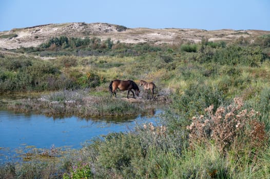 Konik wild horses and Exmoor ponies live in a dune landscape in a nature reserve, for a natural management of the dunes to curb the proliferation of the bushes, near Egmond aan Zee in the Netherlands