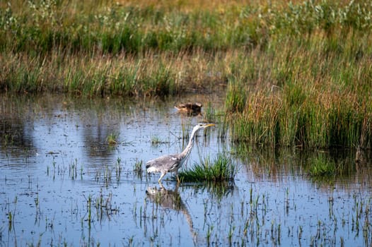A grey heron (Ardea cinerea) stands in the water of a small lake in a nature reserve near Egmond aan Zee in the Netherlands