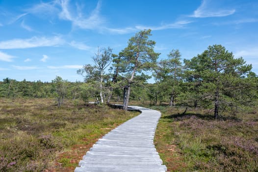 Black moor in the Rhoen, Bavaria, Germany, in summer  with Heather and  a new moor path