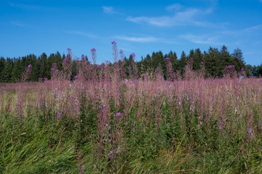 Blooming willowherb (Epilobium angustifolium) on a green meadow with blue sky and  trees in the background