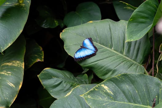 Blue morpho butterfly (Morpho peleides) sitting on a green leaf