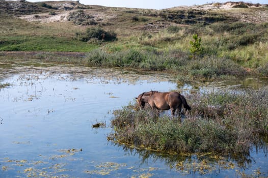 Konik wild horses and Exmoor ponies live in a dune landscape in a nature reserve, for a natural management of the dunes to curb the proliferation of the bushes, near Egmond aan Zee in the Netherlands
