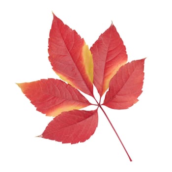 Red leaf of Parthenocissus quinquefolia bush on isolated background