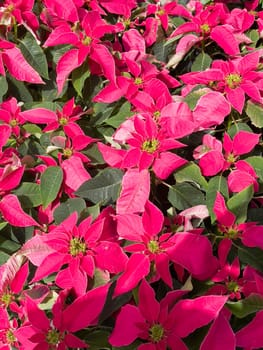 Variety of tropical plants grow for sale in flower markets, stock photo