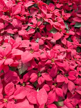 Variety of tropical plants grow for sale in flower markets, stock photo