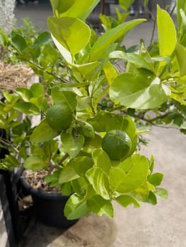 Variety of tropical plants grow for sale in flower markets, stock photo