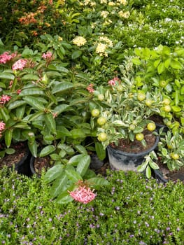 Variety of tropical plants grow for sale in flower markets, stock photo