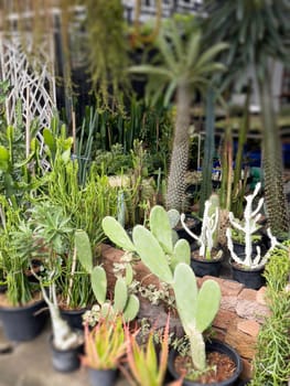 Variety of tropical plants grow for sale in flower markets, stock photo