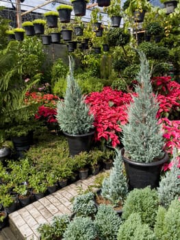 Variety of tropical plants grow for sale in flower markets, stock photo