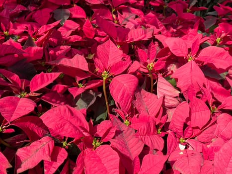 Variety of tropical plants grow for sale in flower markets, stock photo