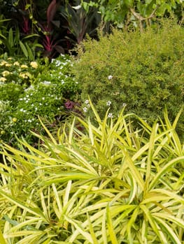 Variety of tropical plants grow for sale in flower markets, stock photo