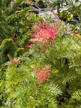 Variety of tropical plants grow for sale in flower markets, stock photo