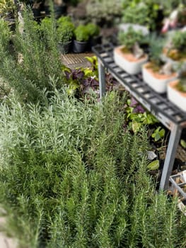 Variety of tropical plants grow for sale in flower markets, stock photo