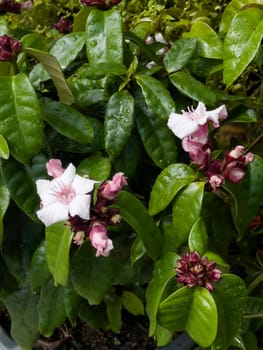Variety of tropical plants grow for sale in flower markets, stock photo