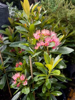 Variety of tropical plants grow for sale in flower markets, stock photo