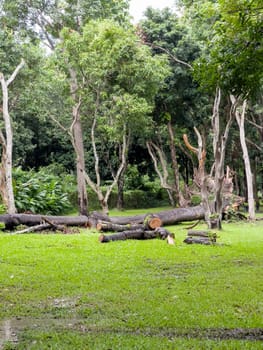 A beautiful tropical public park in the city, stock photo