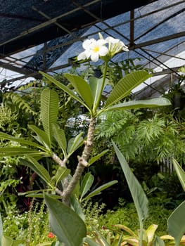 Variety of tropical plants grow for sale in flower markets, stock photo