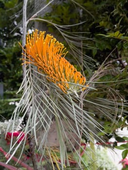 Variety of tropical plants grow for sale in flower markets, stock photo