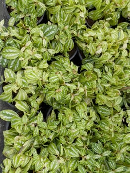 Variety of tropical plants grow for sale in flower markets, stock photo