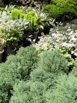 Variety of tropical plants grow for sale in flower markets, stock photo
