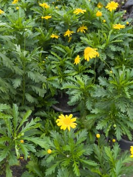 Variety of tropical plants grow for sale in flower markets, stock photo