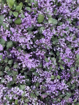 Variety of tropical plants grow for sale in flower markets, stock photo