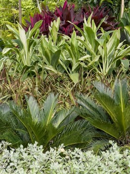 Variety of tropical plants grow for sale in flower markets, stock photo