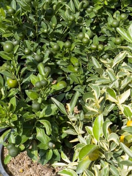 Variety of tropical plants grow for sale in flower markets, stock photo