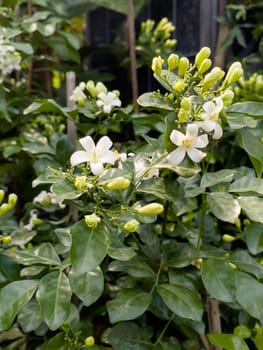 Variety of tropical plants grow for sale in flower markets, stock photo
