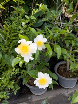 Variety of tropical plants grow for sale in flower markets, stock photo