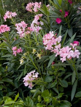 Variety of tropical plants grow for sale in flower markets, stock photo
