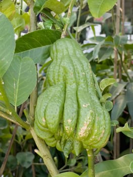 Variety of tropical plants grow for sale in flower markets, stock photo