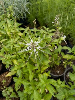 Variety of tropical plants grow for sale in flower markets, stock photo