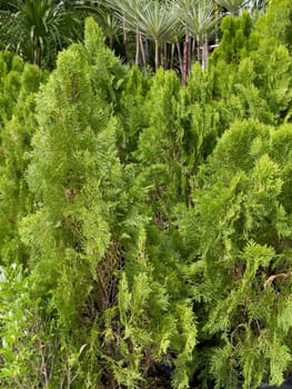 Variety of tropical plants grow for sale in flower markets, stock photo