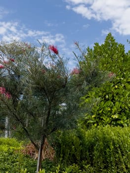 Variety of tropical plants grow for sale in flower markets, stock photo