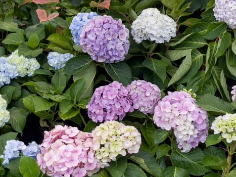 Variety of tropical plants grow for sale in flower markets, stock photo