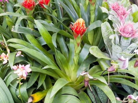 Variety of tropical plants grow for sale in flower markets, stock photo