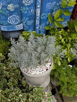 Variety of tropical plants grow for sale in flower markets, stock photo