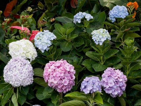 Variety of tropical plants grow for sale in flower markets, stock photo