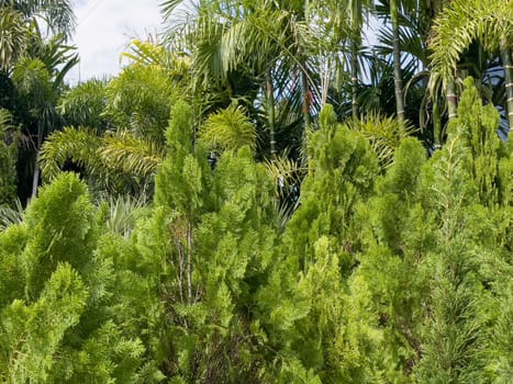 Variety of tropical plants grow for sale in flower markets, stock photo