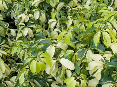 Variety of tropical plants grow for sale in flower markets, stock photo