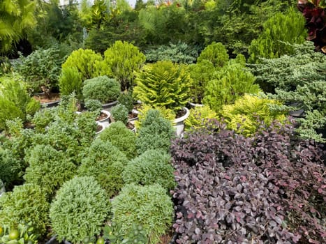 Variety of tropical plants grow for sale in flower markets, stock photo