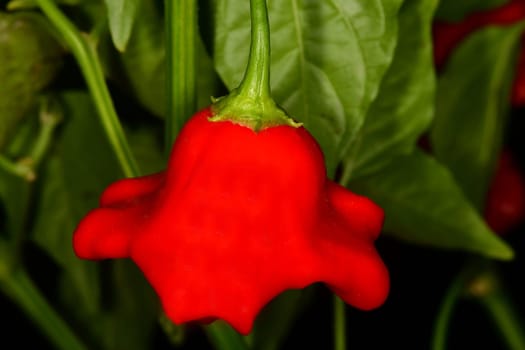bishops crown chili on its plant
