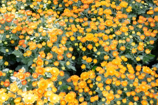 Tropical plants at flower market, stock photo