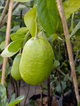 Variety of tropical plants grow for sale in flower markets, stock photo