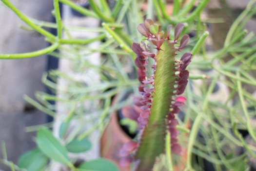 Tropical plants at flower market, stock photo